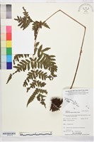 登錄號:BP03373藏品圖，第1張