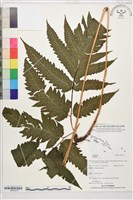 登錄號:BP03374藏品圖，第1張