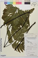 登錄號:BP03376藏品圖，第1張