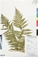 登錄號:BP03377藏品圖，第1張