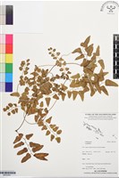 登錄號:BP03381藏品圖，第1張