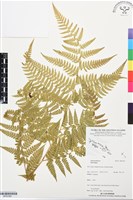 登錄號:BP03382藏品圖，第1張