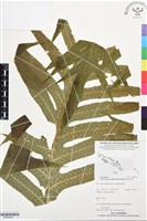 顯脈瘤蕨藏品圖，第1張