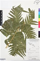 登錄號:BP03384藏品圖，第1張