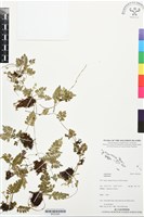 登錄號:BP03385藏品圖，第1張