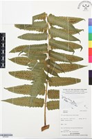 登錄號:BP03387藏品圖，第1張