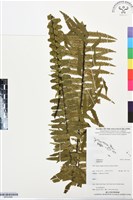 登錄號:BP03389藏品圖，第1張