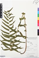 登錄號:BP03390藏品圖，第1張