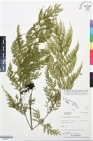 登錄號:BP03391藏品圖，第1張