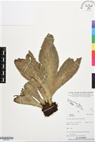 登錄號:BP03392藏品圖，第1張