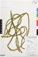 登錄號:BP03393藏品圖，第1張