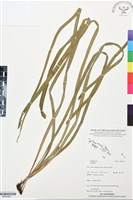 登錄號:BP03394藏品圖，第1張