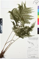 登錄號:BP03397藏品圖，第1張