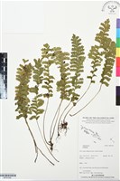 登錄號:BP03398藏品圖，第1張