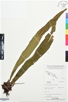 登錄號:BP03399藏品圖，第1張