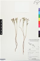 登錄號:BP03400藏品圖，第1張