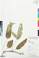 登錄號:BP03401藏品圖，第1張