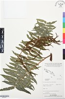 登錄號:BP03403藏品圖，第1張