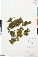 登錄號:BP03404藏品圖，第1張