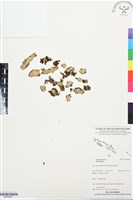 登錄號:BP03405藏品圖，第1張