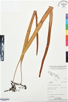 登錄號:BP03408藏品圖，第1張