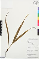 登錄號:BP03409藏品圖，第1張