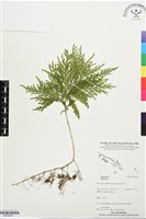 登錄號:BP03410藏品圖，第1張