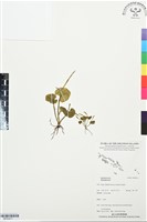 登錄號:BP03411藏品圖，第1張