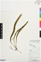 登錄號:BP03412藏品圖，第1張