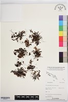 登錄號:BP03413藏品圖，第1張