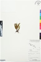 登錄號:BP03416藏品圖，第1張