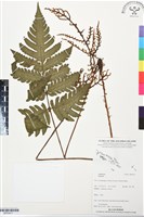 登錄號:BP03417藏品圖，第1張