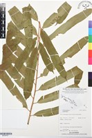 登錄號:BP03418藏品圖，第1張