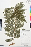 登錄號:BP03419藏品圖，第1張
