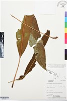 登錄號:BP03420藏品圖，第1張