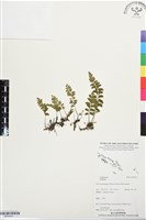 登錄號:BP03421藏品圖，第1張