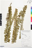 登錄號:BP03422藏品圖，第1張