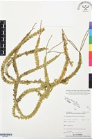 登錄號:BP03423藏品圖，第1張