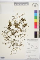 登錄號:BP03425藏品圖，第1張