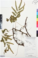 登錄號:BP03426藏品圖，第1張