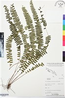 登錄號:BP03427藏品圖，第1張