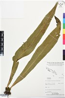 登錄號:BP03428藏品圖，第1張