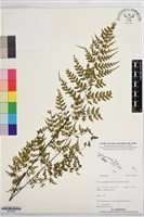登錄號:BP03429藏品圖，第1張