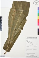 登錄號:BP03430藏品圖，第1張
