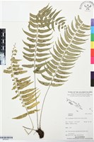 登錄號:BP03431藏品圖，第1張