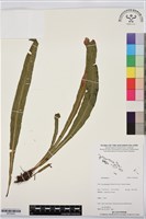 登錄號:BP03432藏品圖，第1張