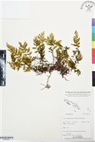 登錄號:BP03433藏品圖，第1張