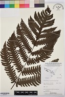 登錄號:BP03434藏品圖，第1張