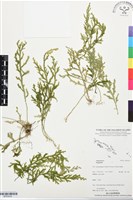 登錄號:BP03435藏品圖，第1張