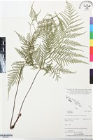 登錄號:BP03436藏品圖，第1張